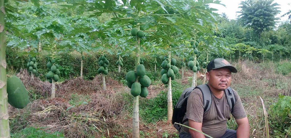 nsu-leader-ale-turns-to-papaya-farming-in-tanahun