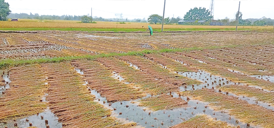 post-monsoon-rains-hamper-paddy-harvest-disrupt-flights