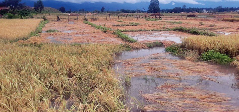 rains-inflict-30-percent-loss-to-paddy-crops-output-in-chitwan