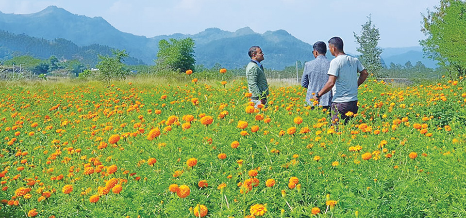 farmers-worry-as-marigold-blooms-weeks-before-tihar