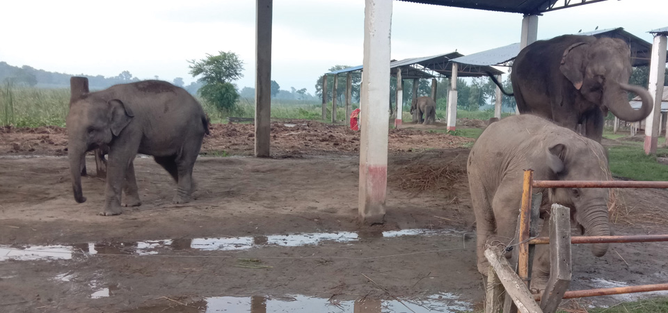 elephants-thrive-in-koshi-tappu-reserve