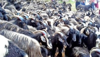 mustang-earns-rs-350-million-selling-himalayan-goats