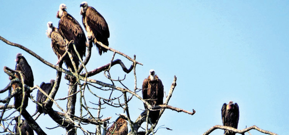 vultures-tagged-freed-for-monitoring