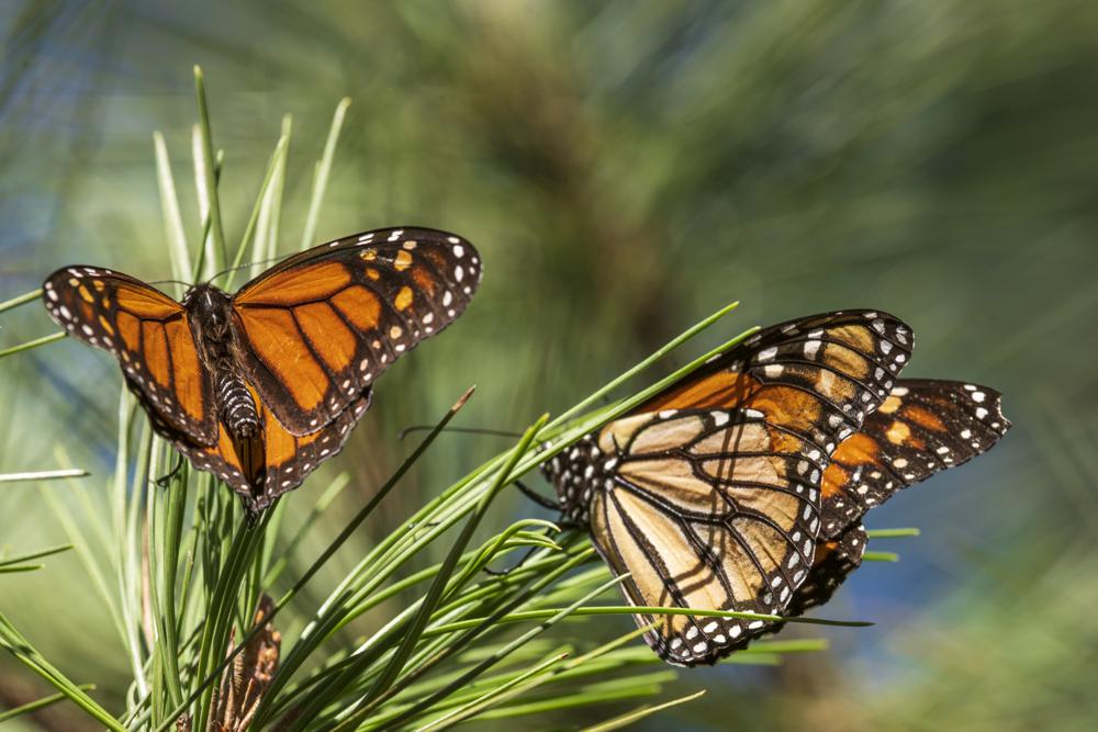 after-record-low-monarch-butterflies-return-to-california