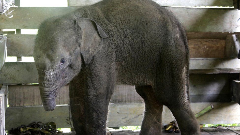 baby-elephant-dies-after-losing-half-its-trunk-in-poachers-trap