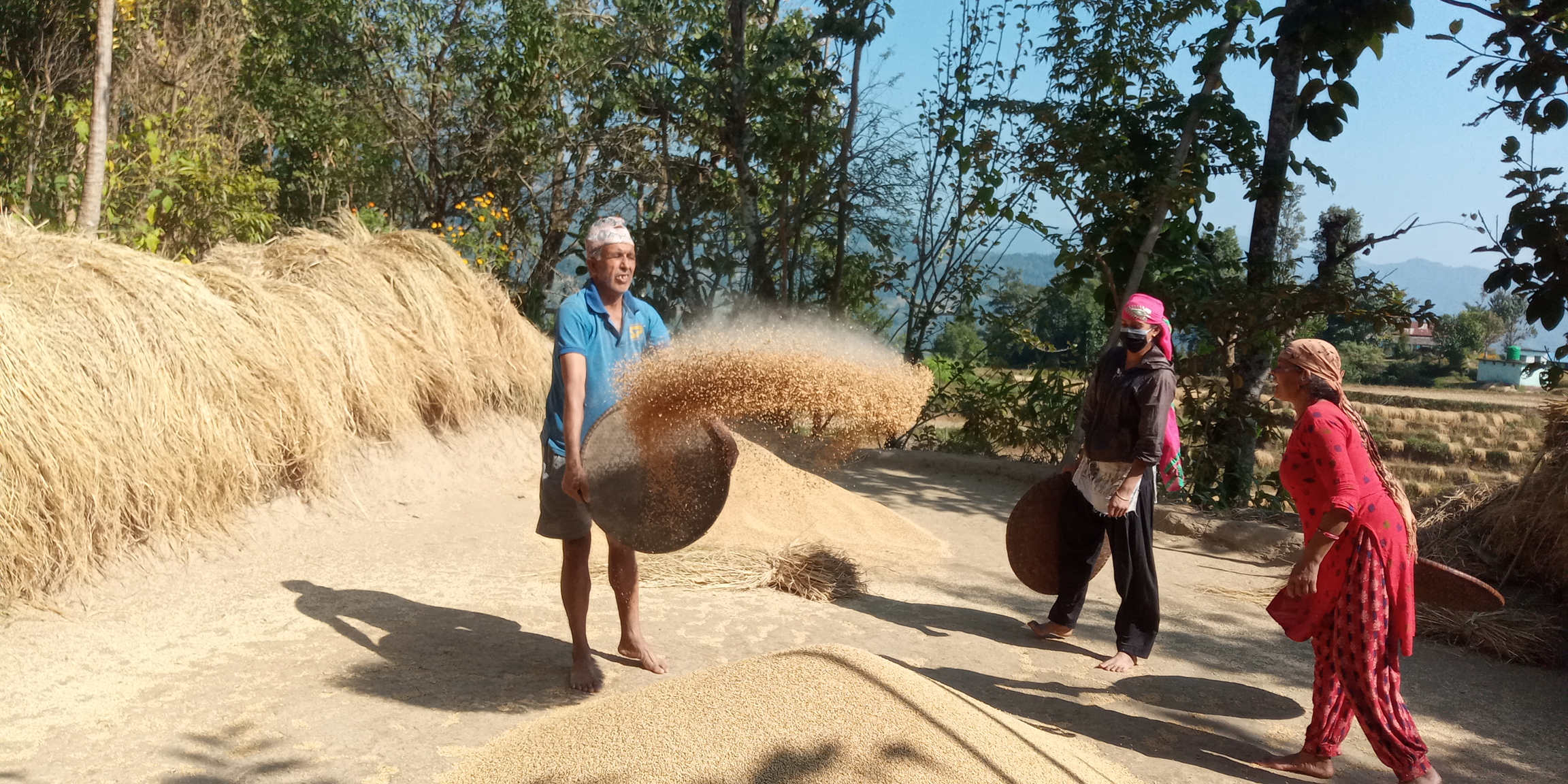 paddy-production-down-in-ilam