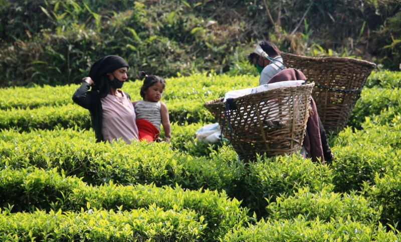 tea-workers-complain-of-not-getting-minimum-wage