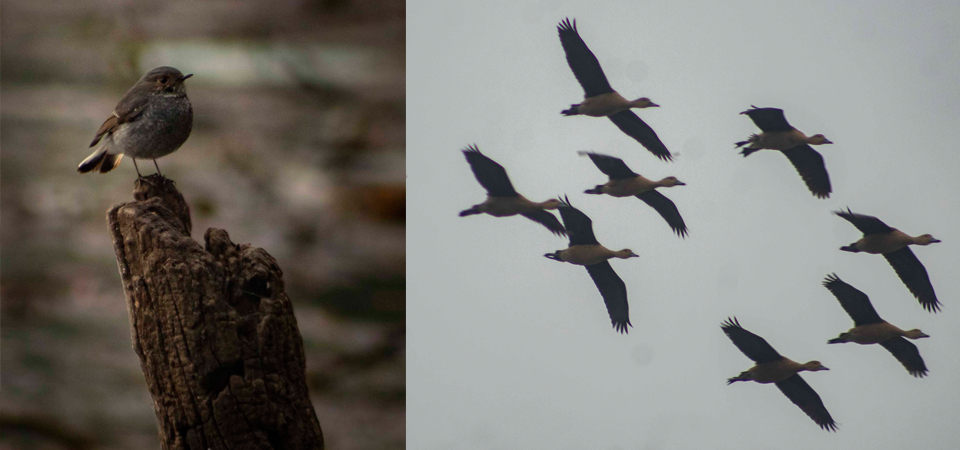 ghodaghodi-bustling-with-winter-migratory-birds