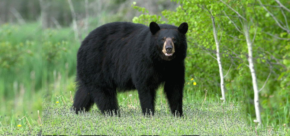 two-injured-in-bear-attack