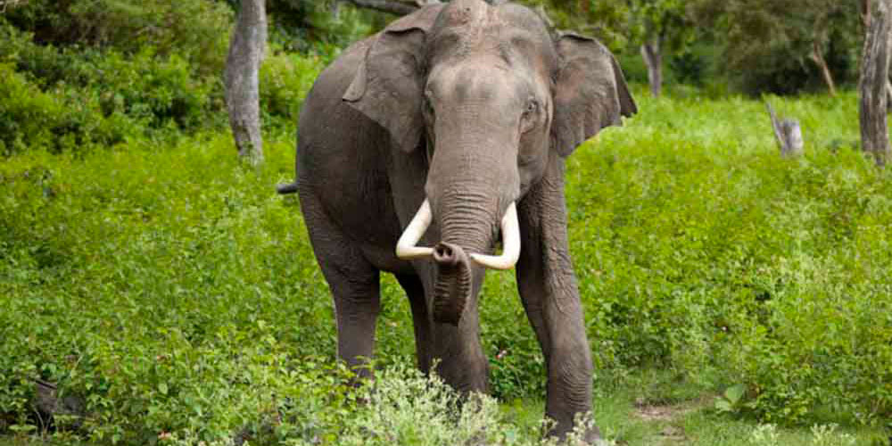 one-killed-in-elephant-attack