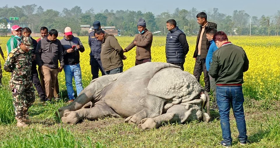 male-rhino-found-dead-in-chitwan