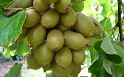 kiwi-fruit-saplings-being-exported-to-bhutan