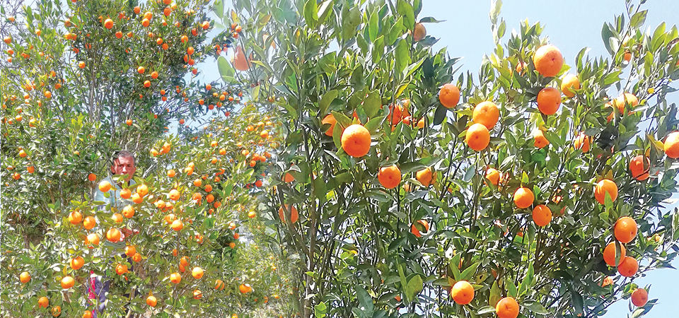 orange-yield-declining-in-ilam