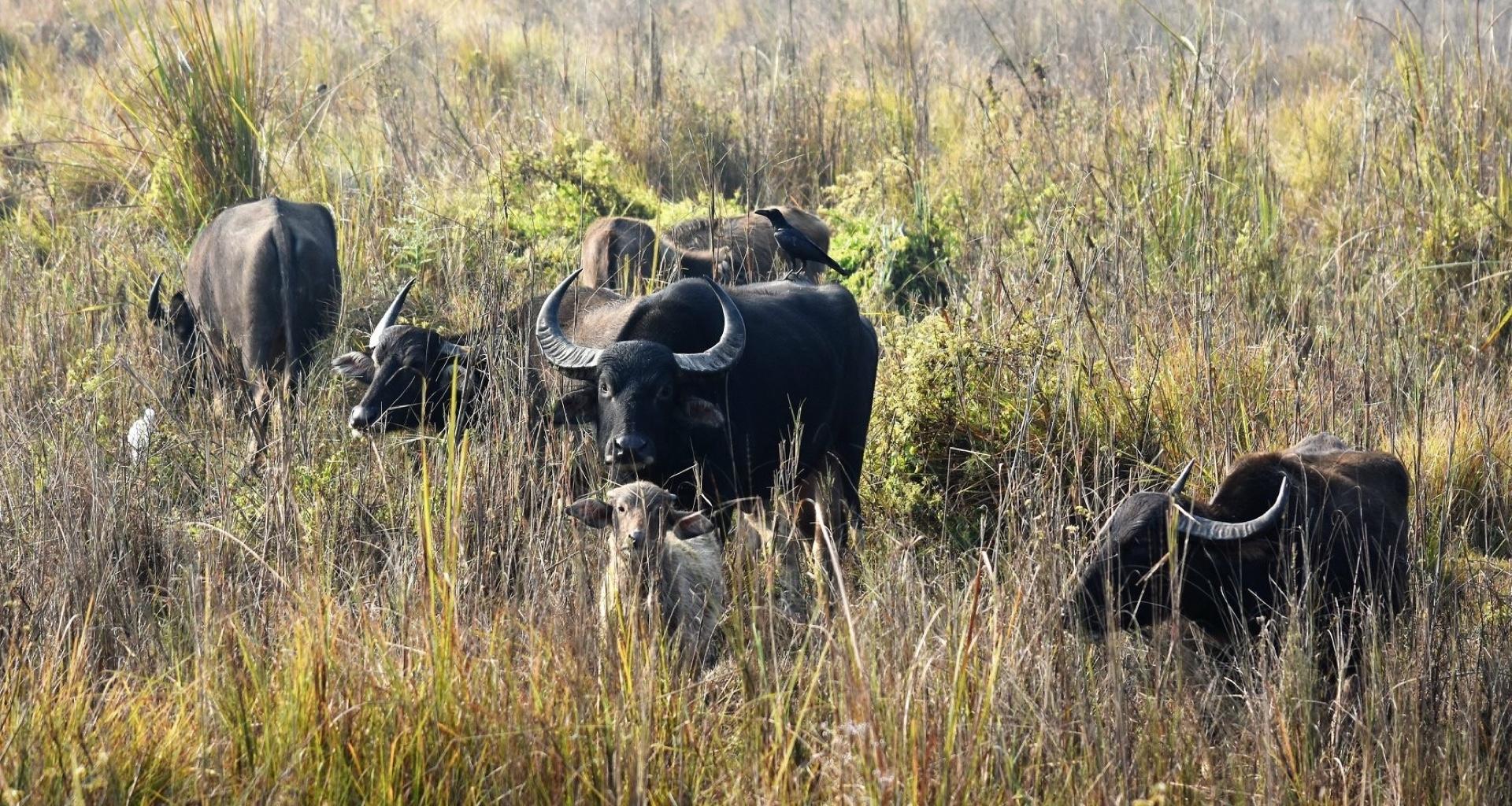 wild-buffalo-life-at-cnp-comes-under-threat