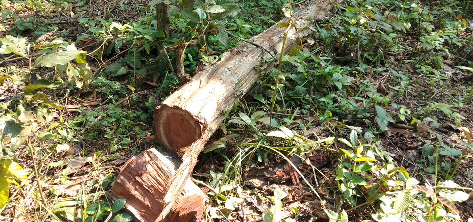 sal-timber-smuggled-from-sarlahi-forests