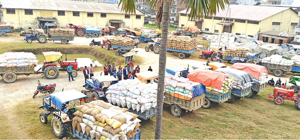 farmers-queue-up-at-fmtc-to-sell-rice-grains