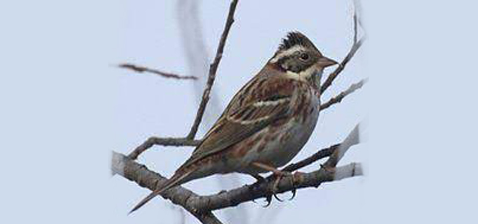 sparrows-are-rarely-seen-in-terai-these-days