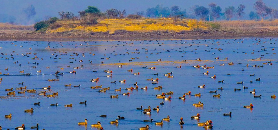 census-of-winter-birds-to-begin-soon