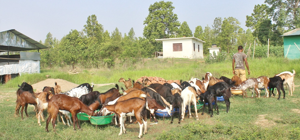 animal-husbandry-flourishes-in-rapti-sonari