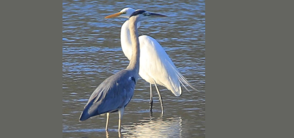 five-species-of-birds-in-critical-condition