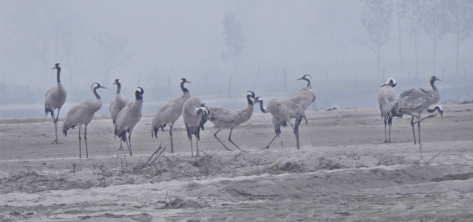 common-cranes-reappear-in-kailali-after-18-years