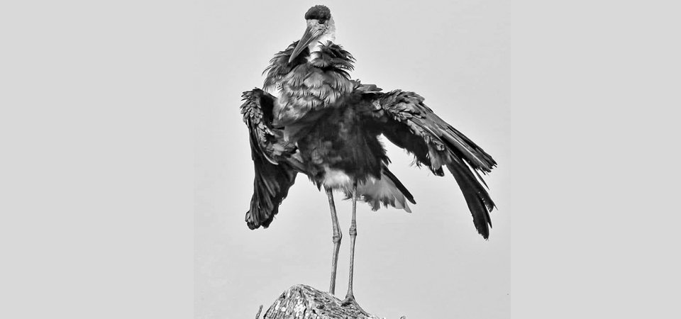 woolly-neck-stork-absent-in-the-rapti-river-this-winter