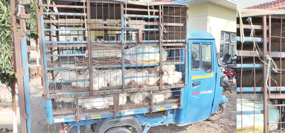 banke-district-at-high-risk-of-bird-flu