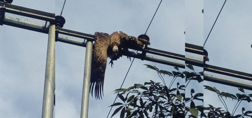 naked-wire-posing-threats-to-vulture