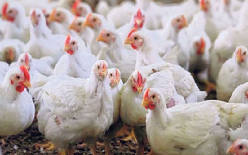 high-alert-measures-put-in-place-in-kavre-to-avoid-bird-flu-outbreak