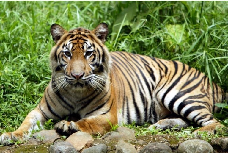 man-eater-tiger-brought-to-chitwan-from-banke