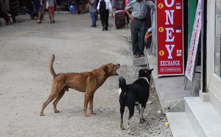 kmc-performs-vasectomy-and-tubal-ligation-on-8000-stray-dogs