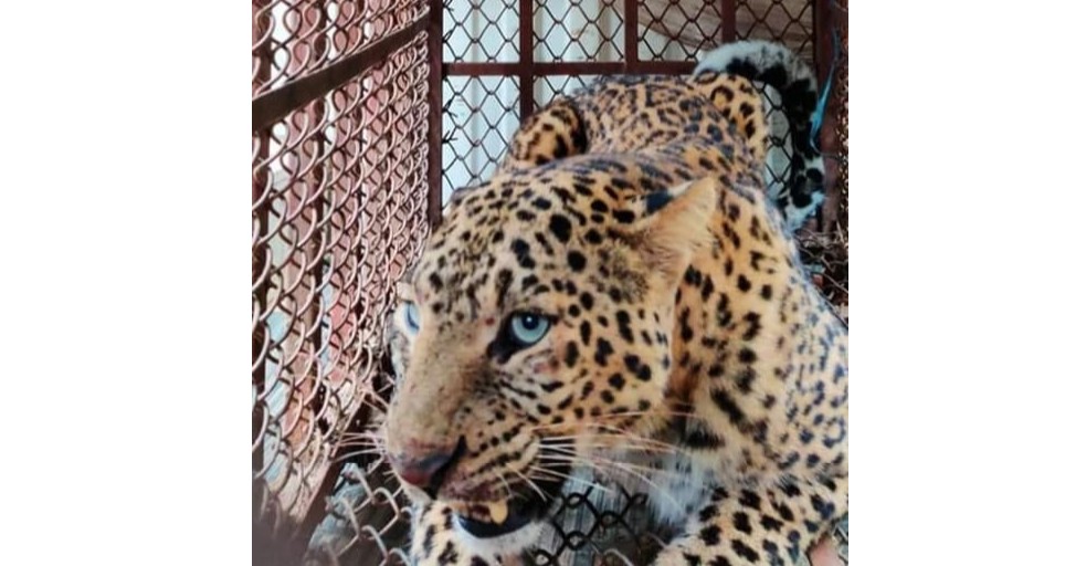 locals-relieved-after-leopard-falls-into-trap