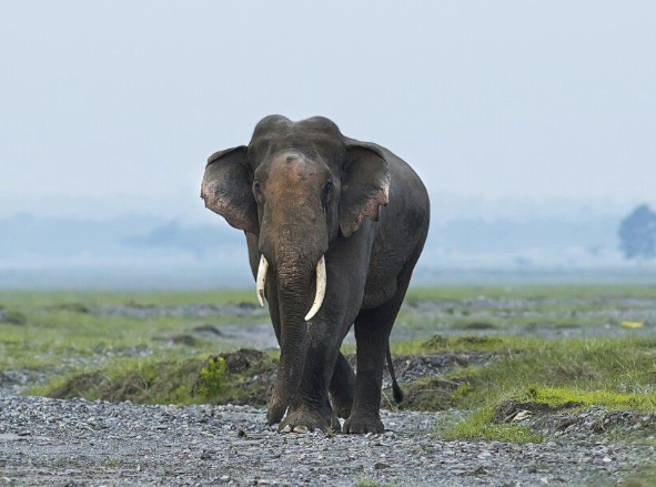 tuskers-steal-sleep-of-saptari-people