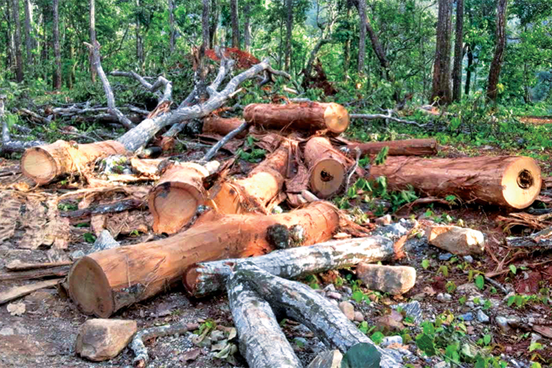 over-11-thousand-trees-chopped-down-for-arun-iii-koshi-corridor