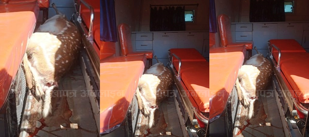 local-level-ambulance-used-to-ferry-spotted-deer-carcass