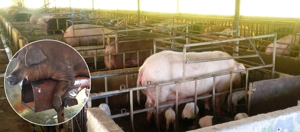 from-rags-to-riches-by-pig-farming