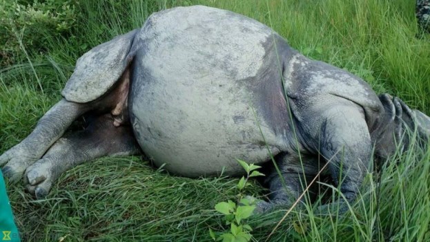 rhino-deaths-reach-18-in-eight-months