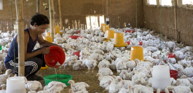 poultry-farmers-demonstrate-demanding-withdrawal-of-price-hike-of-chicks-feeds