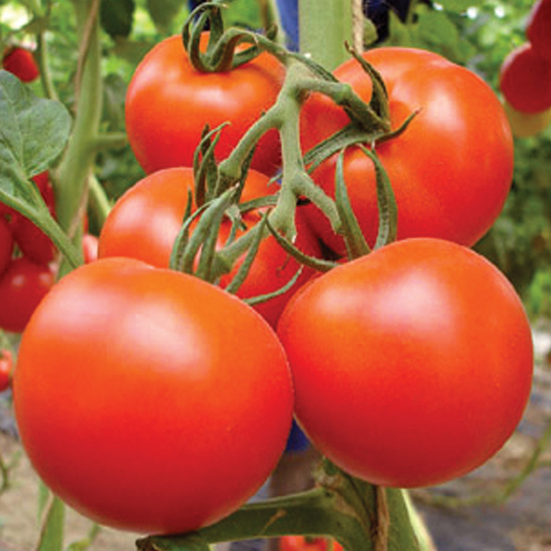 tomato-farming-benefits-sarlahi-farmers