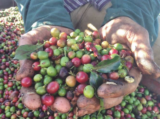 making-coffee-more-sustainable