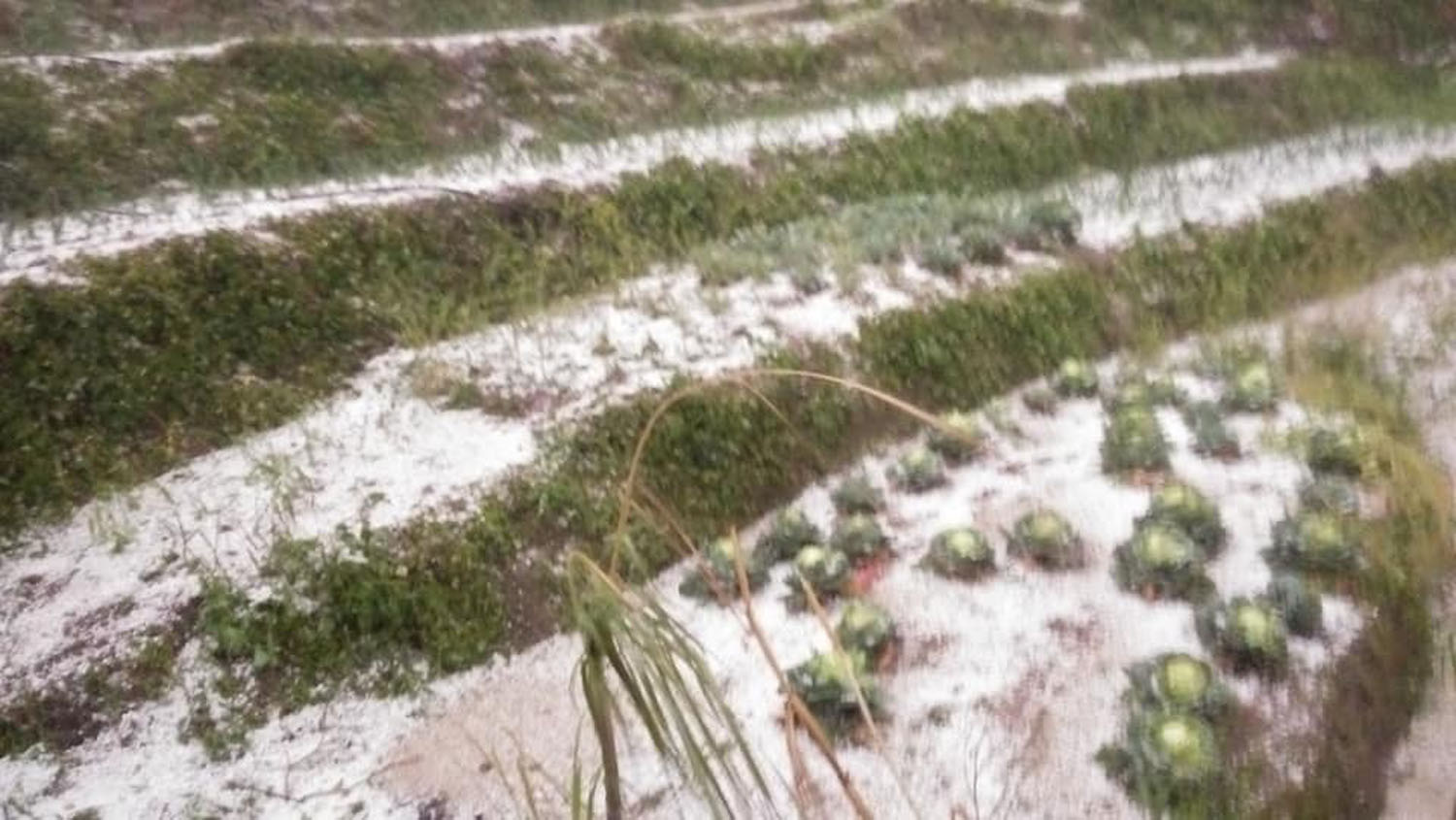 hailstones-damages-winter-crop