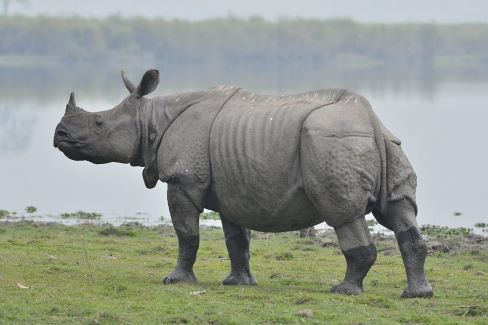 22-rhinos-dead-in-nine-months-census-in-the-offing-on-domestic-resources