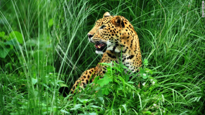 three-injured-in-cheetah-attack-in-pokhara