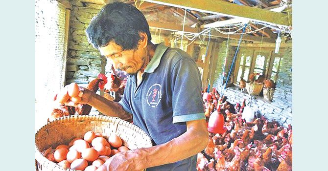 poultry-business-in-crisis-amid-lockdown