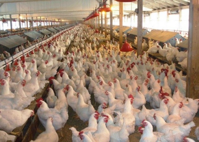 poultry-business-facing-losses-above-rs-220-million-daily-due-to-lockdown