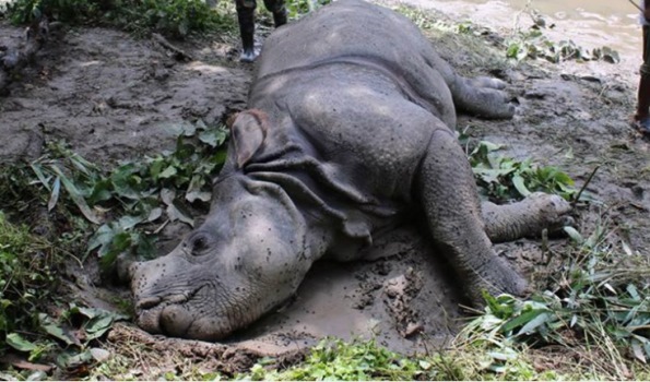 rhino-found-dead-in-cnp