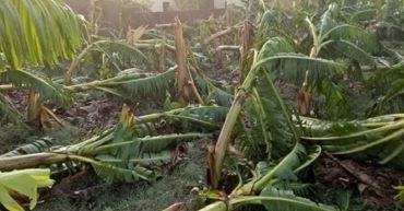 windstorm-damages-banana-plantation-in-chitwan