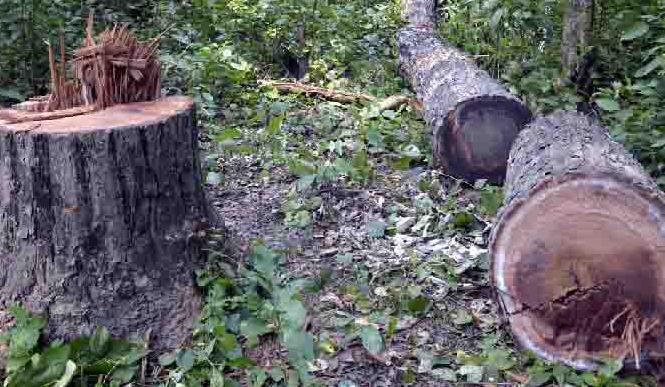 illegal-tree-felling-and-timber-smuggling-rife-during-lockdown-in-sarlahi