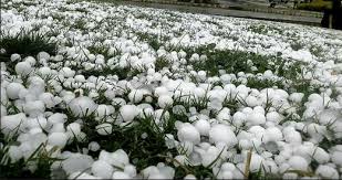 hailstone-destroys-crops-worth-rs-53-million-in-baglung