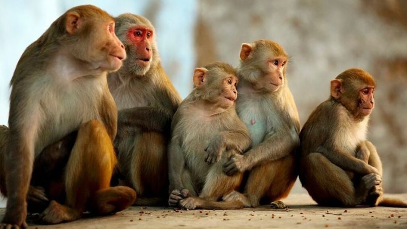 how-safe-are-monkeys-from-covid-19